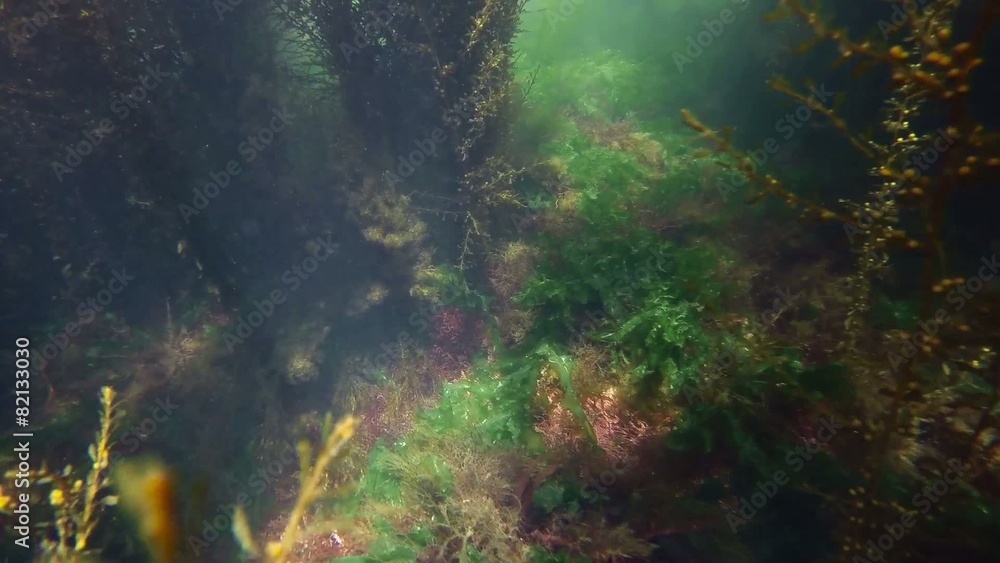 Wonderful and beautiful underwater world Wonderful and beautiful underwater world