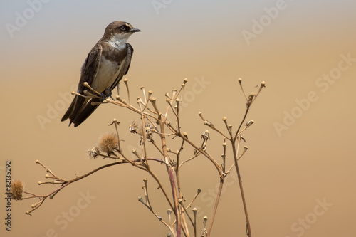 Banded martin sitting on a dry branch and calling its mate © Alta Oosthuizen