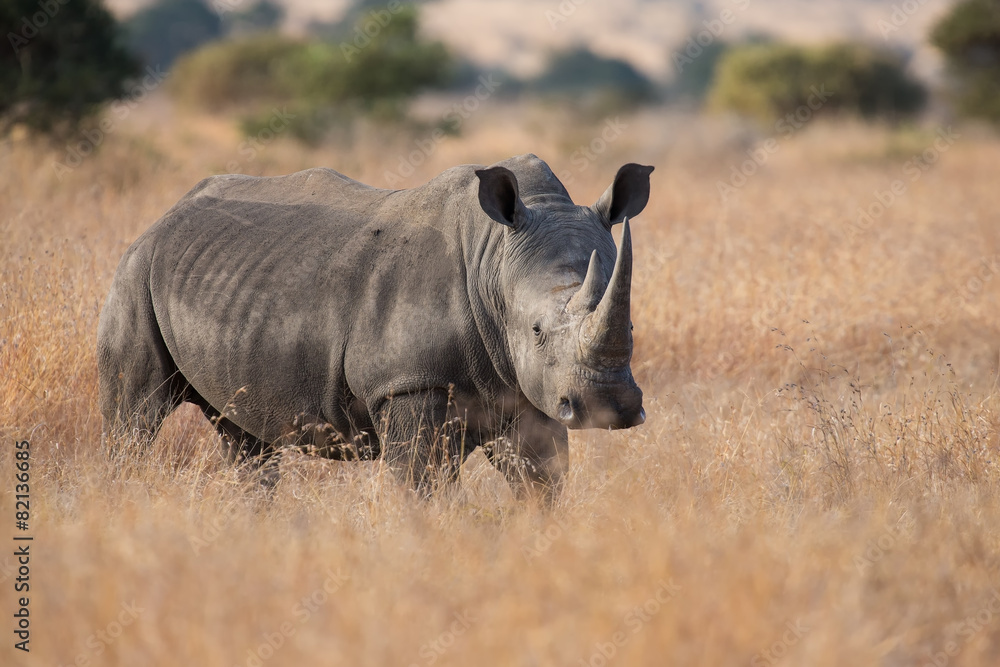 Lone rhino standing on open area looking for safety from poacher Lone rhino standing on open area looking for safety from poacher