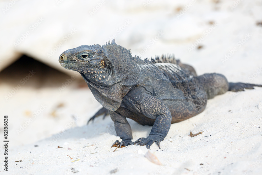 Obraz premium Island iguanas in wildlife.