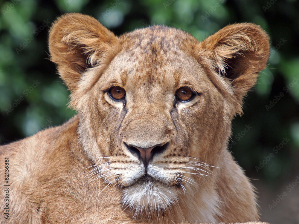 Naklejka premium Lioness