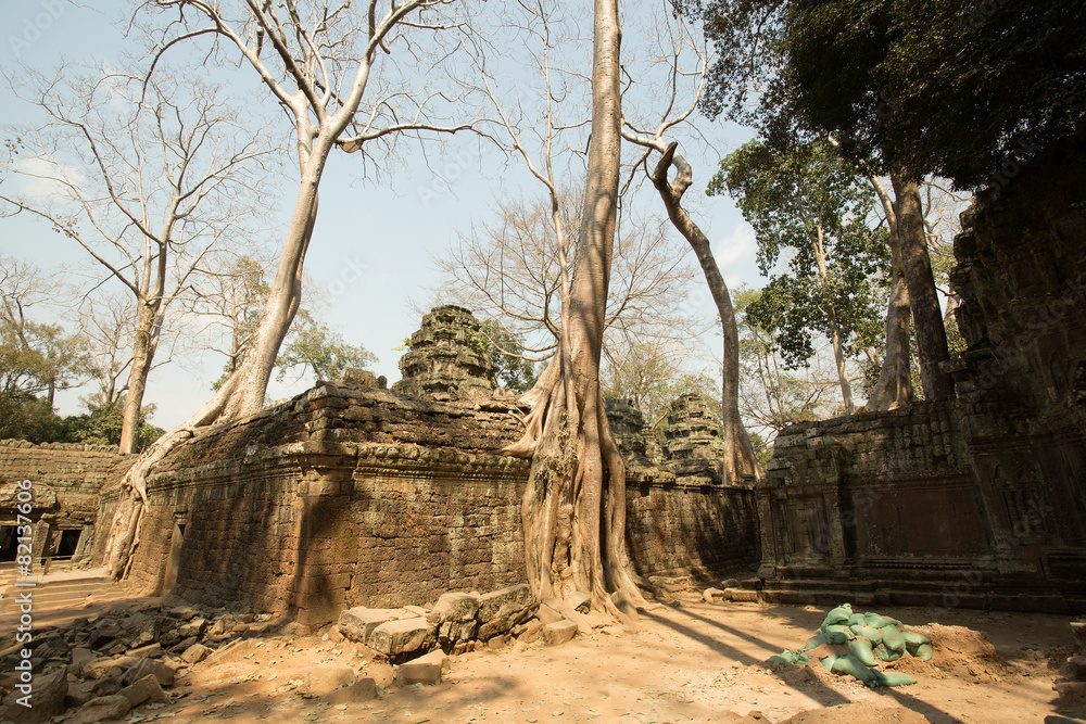 Obraz premium Ta Prohm trees