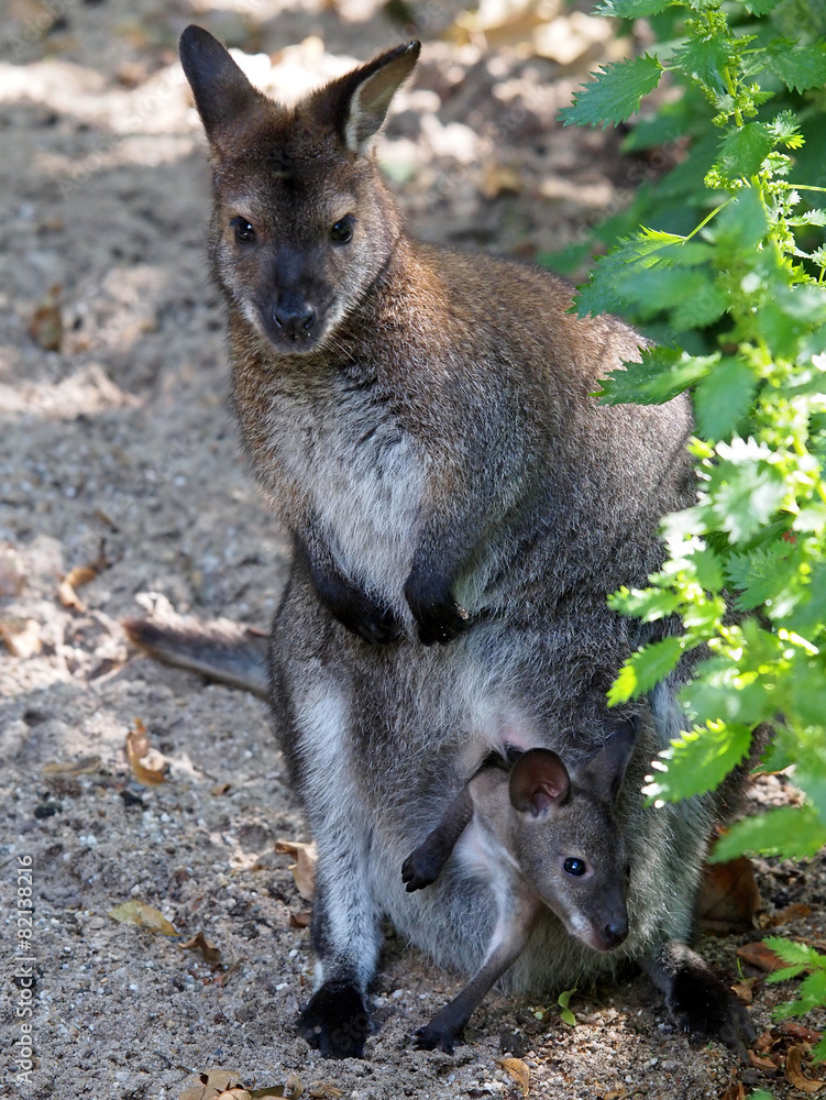 Wallaby Wallaby