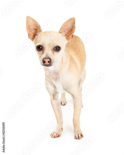 Attentive Chihuahua Dog Standing Looking Forward © adogslifephoto