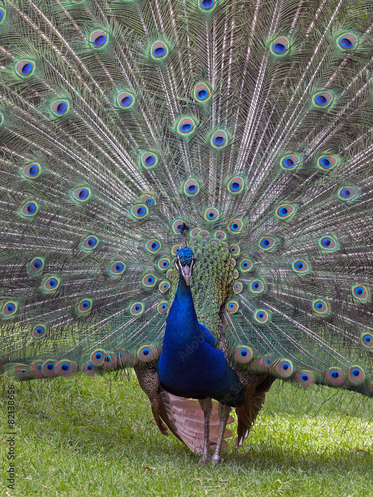 Obraz premium Peacock