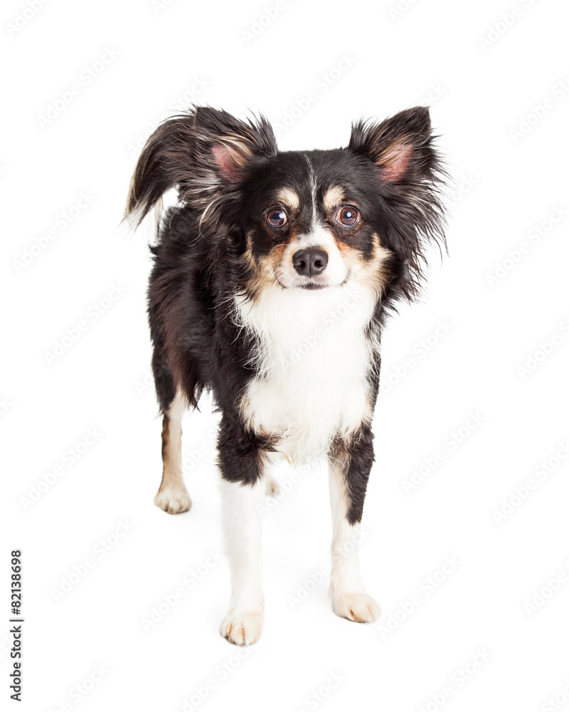 Attentive Chihuahua Mixed Breed Dog Standing Attentive Chihuahua Mixed Breed Dog Standing