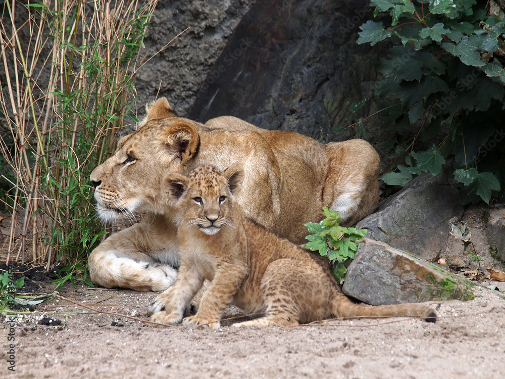 Fototapeta premium Lion sisters