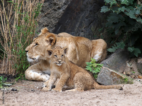 Lion sisters