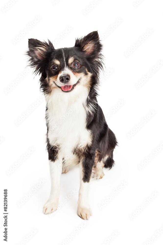 Happy Chihuahua Mixed Breed Dog Sitting Happy Chihuahua Mixed Breed Dog Sitting