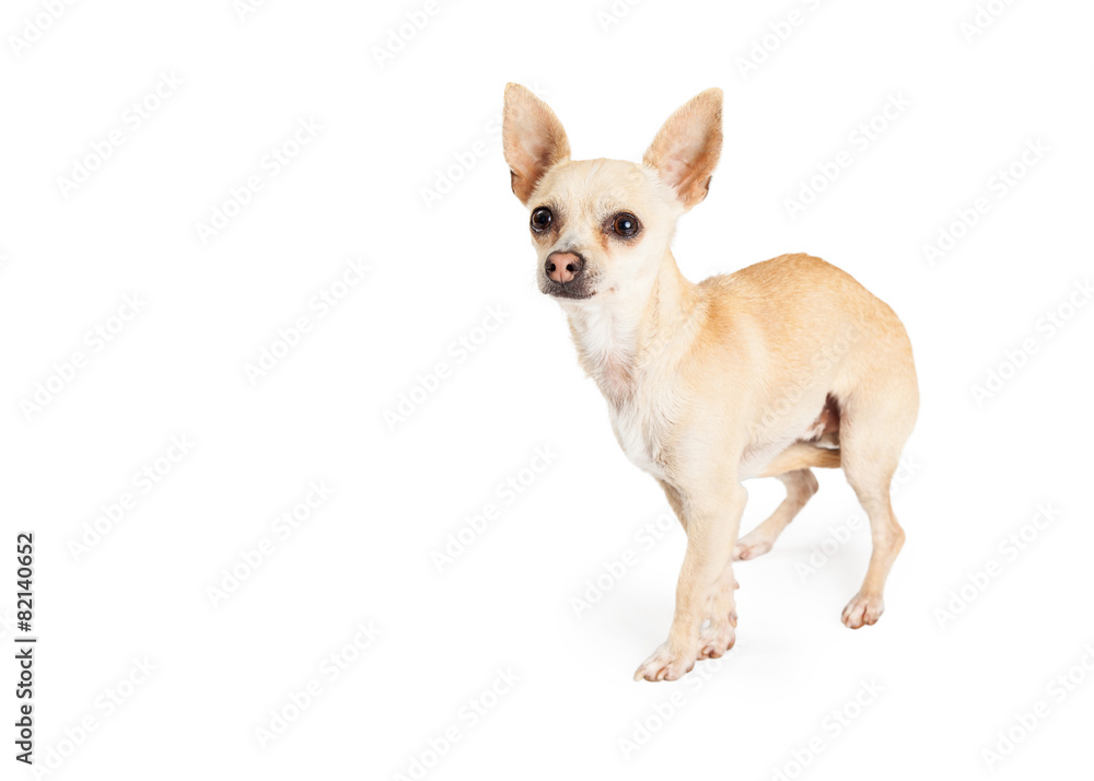 Scared Chihuahua Dog Standing