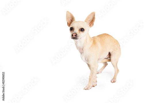 Scared Chihuahua Dog Standing © adogslifephoto