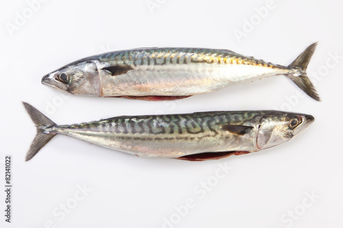 Two Mackerel fish