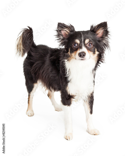 Well Trained Chihuahua Mixed Breed Dog Standing © adogslifephoto