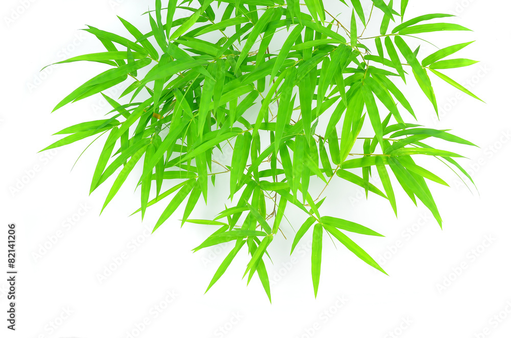 Green bamboo leaves on a white background Green bamboo leaves on a white background
