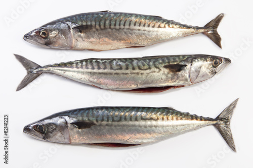 Three Mackerel fish
