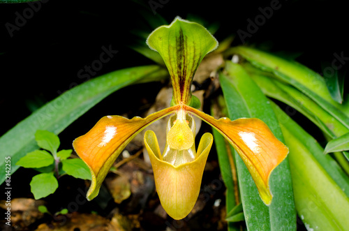 Splendid Paphiopedilum Slipper Orchid photo