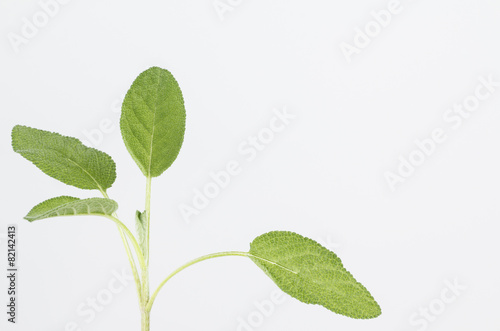 Fresh sage leaves and stem