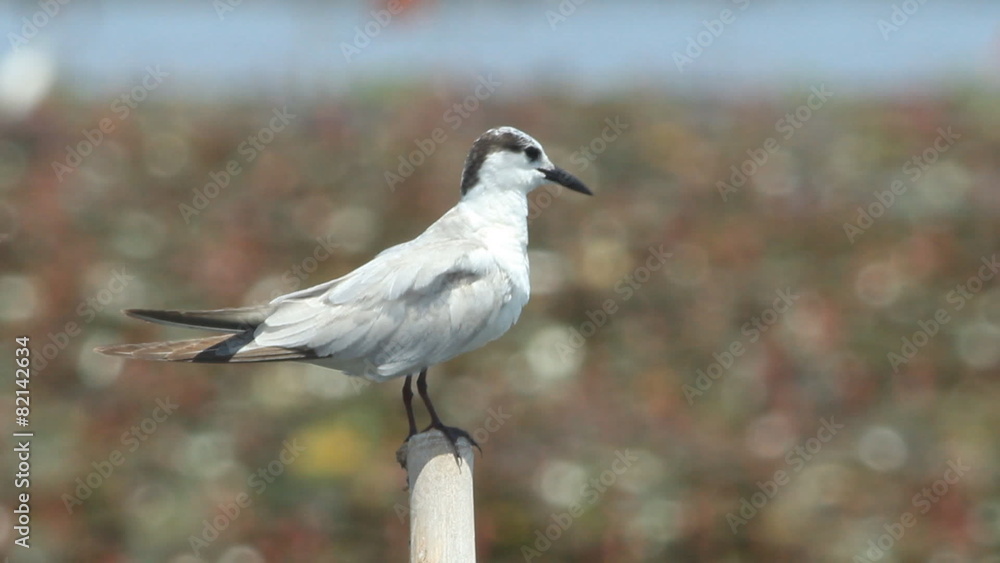 resting seagull on the pole