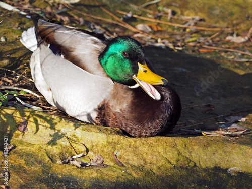 Male Duck
