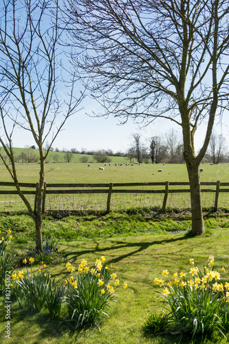 Fototapeta Naklejka Na Ścianę i Meble -  English Meadow and Sheep