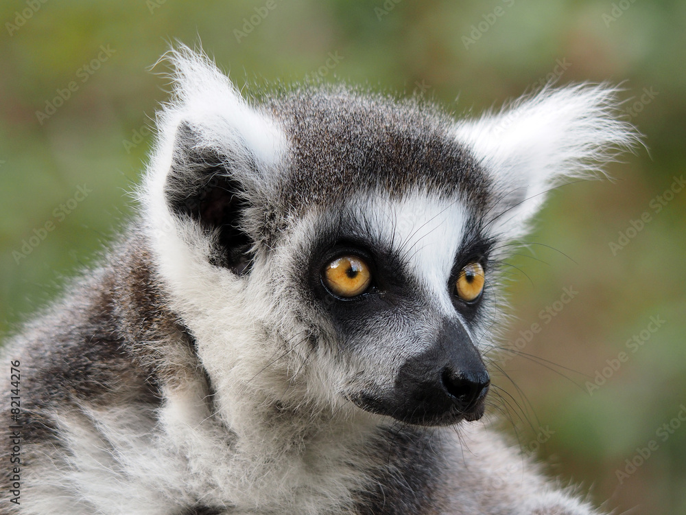 Ringtailed lemur Ringtailed lemur