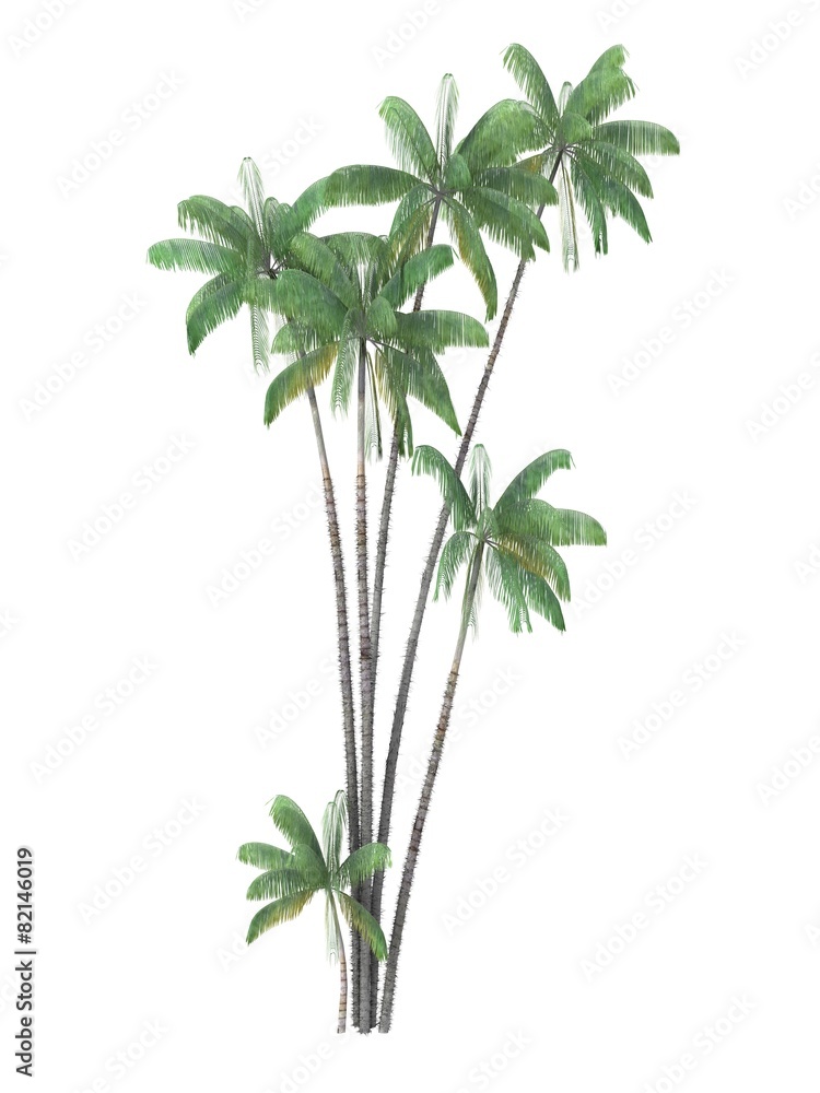 tropical plant