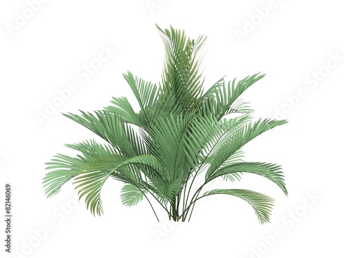 tropical plant © henvryfo