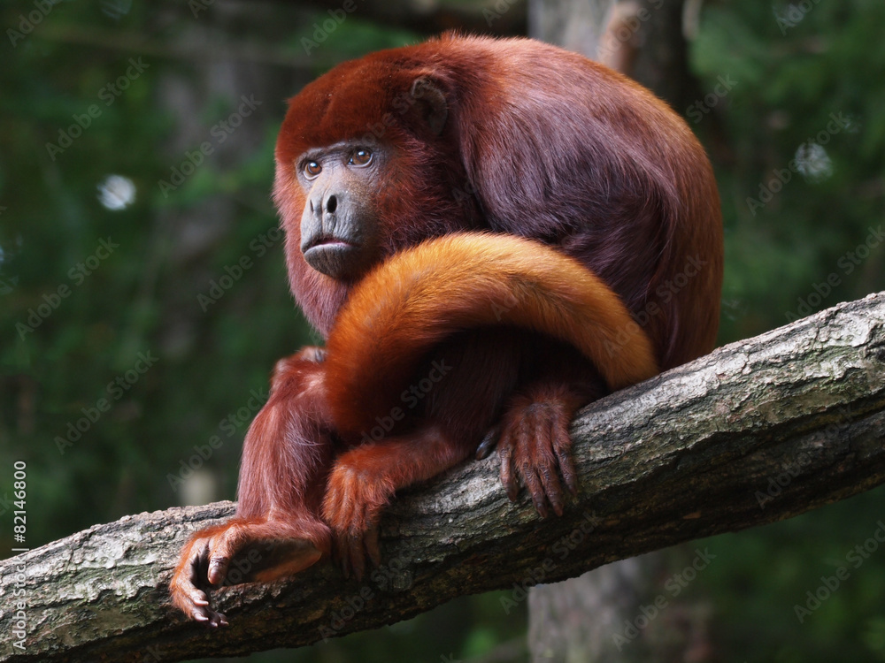 Fototapeta premium Red howler monkey