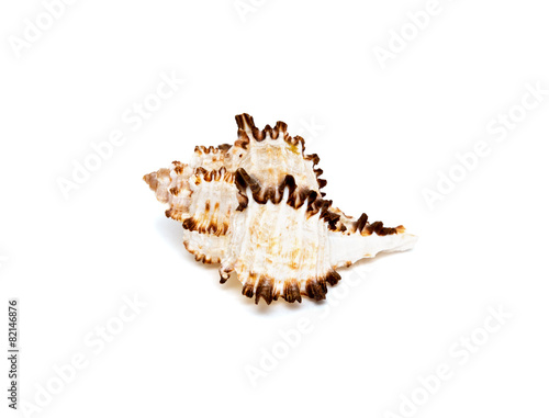 Sea shell with brown spikes