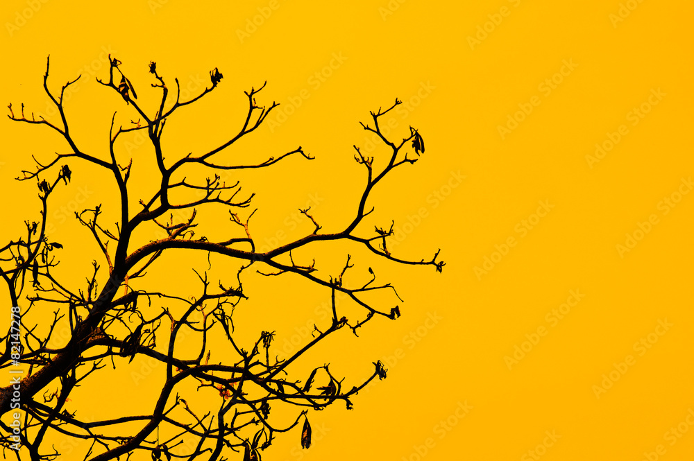 Fototapeta premium dry branch on yellow background