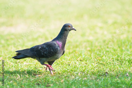 Unity of freedom symbol by pigeon .