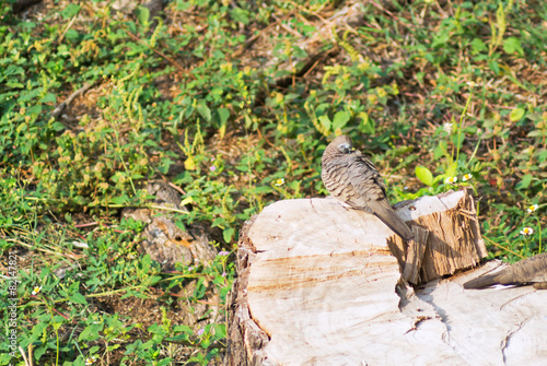 bird on tree stump