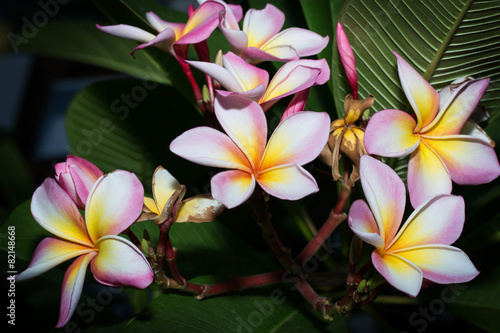 white   pink and yellow Plumeria