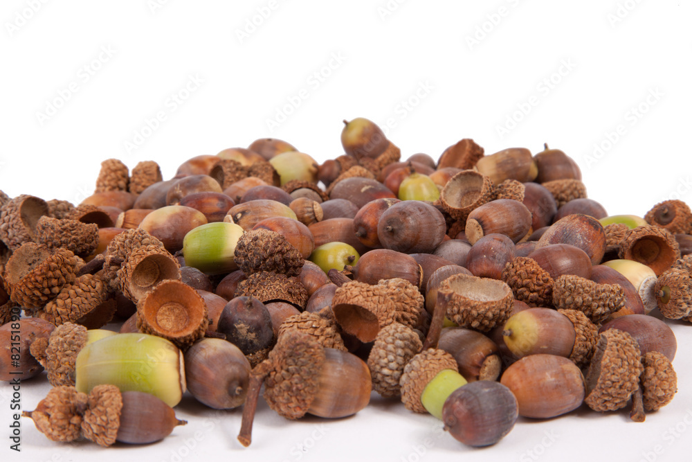Fototapeta premium Acorns