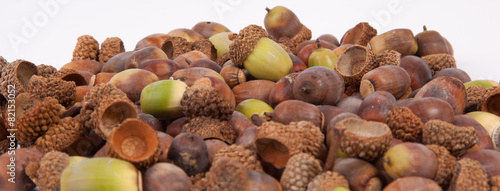 Wallpaper Mural Acorns Torontodigital.ca