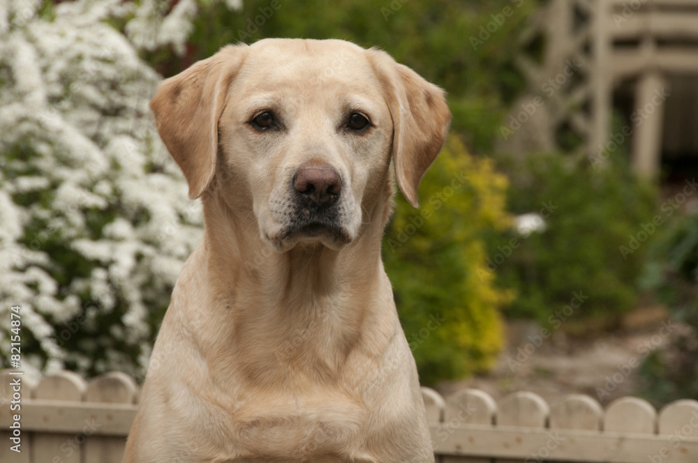 yellow labrador yellow labrador