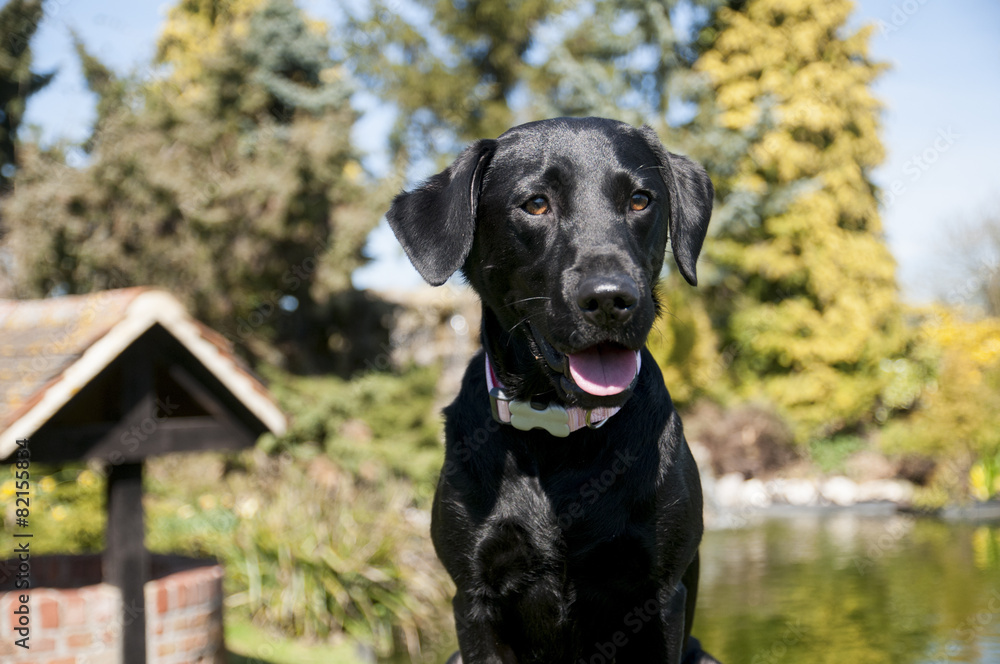 black labrador