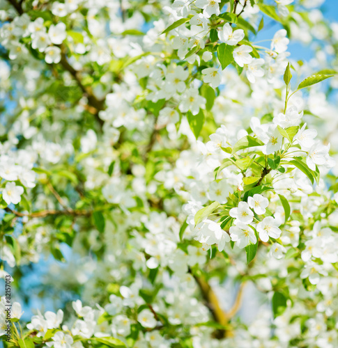 A blooming branch of apple tree in spring