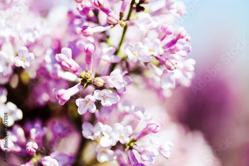 Fragrant lilac blossoms (Syringa vulgaris). © Valeri Luzina