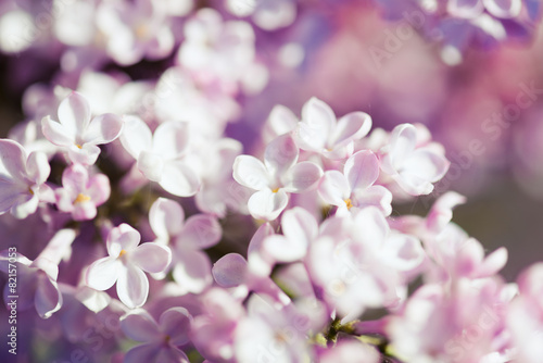Fragrant lilac blossoms  Syringa vulgaris .
