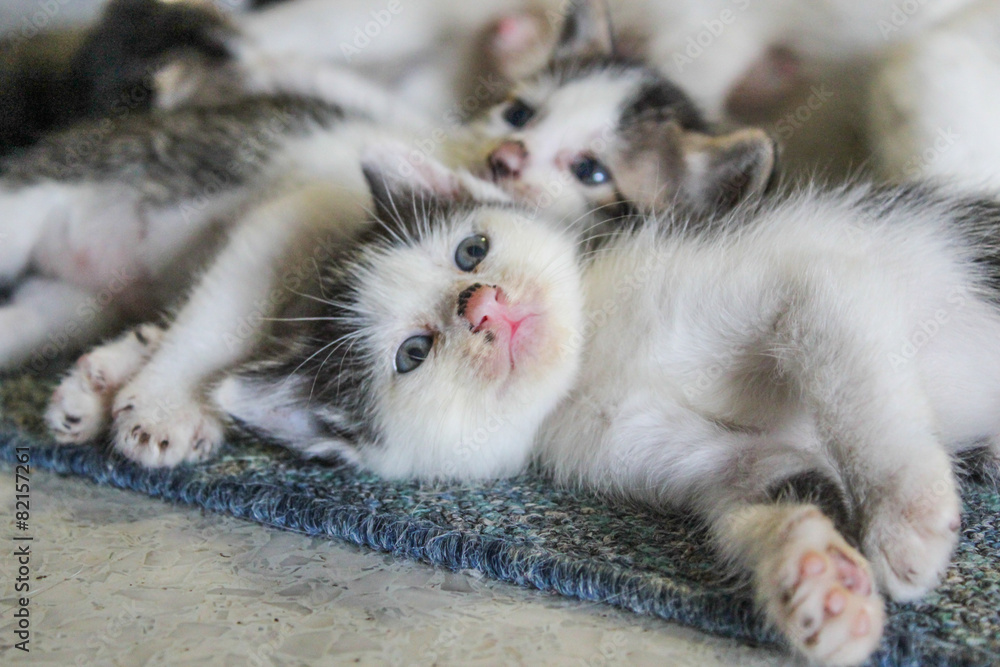 Obraz premium two kitty cat