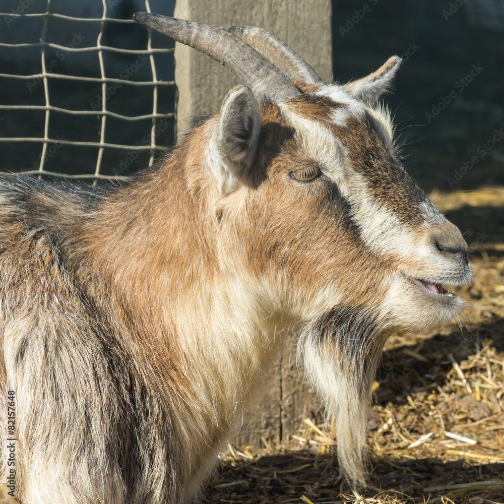 Ziegenbock Portrait Ziegenbock Portrait