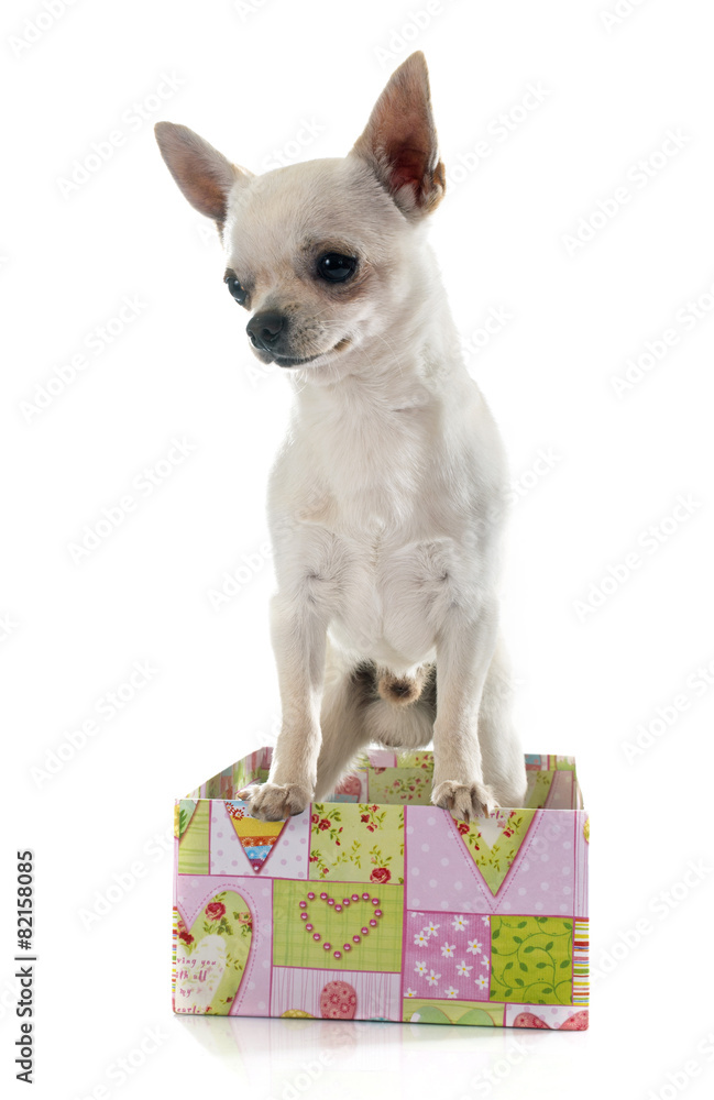 Obraz premium chihuahua