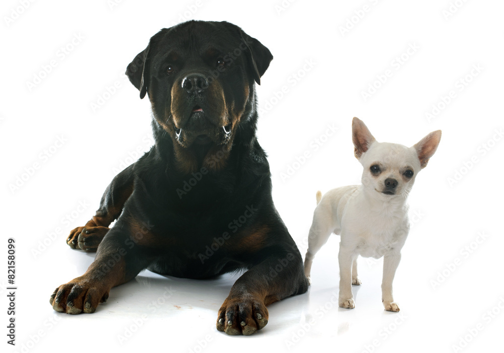 chihuahua and rottweiler