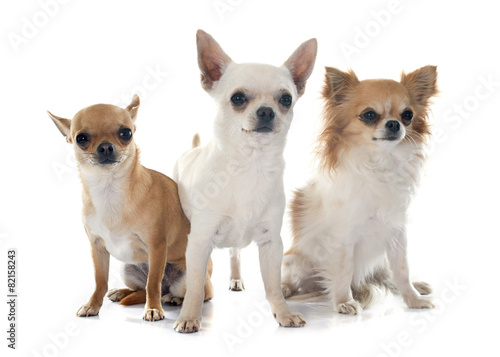 chihuahuas