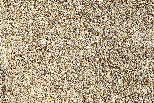 natural oat grains background