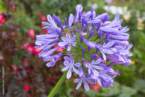 Fototapeta Naklejka Na Ścianę i Meble -  agapanthe, lis du nil