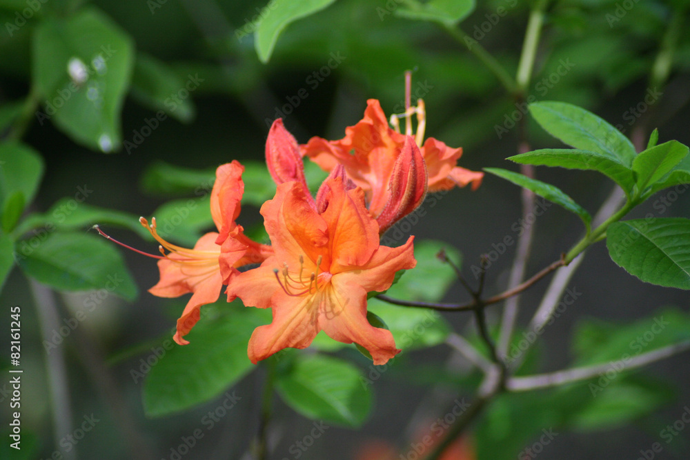 Obraz premium Flor Rhododentro