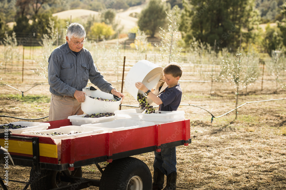 Older Caucasian man and grandson working in olive grove Older Caucasian man and grandson working in olive grove