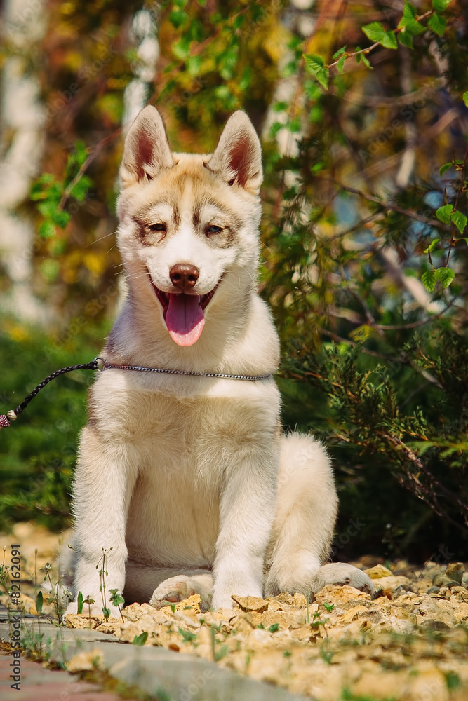 Siberian husky dog outdoors. Portrait of a little husky dog pupp